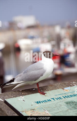 Chroicocephalus Ridibundus - Spitze schwarz Möwe am Hafen gemeinsame Northumberland England Großbritannien United Kingdom Stockfoto