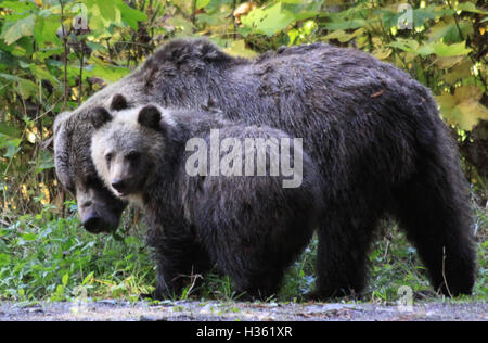Grizzly Bear Sau und cub Stockfoto