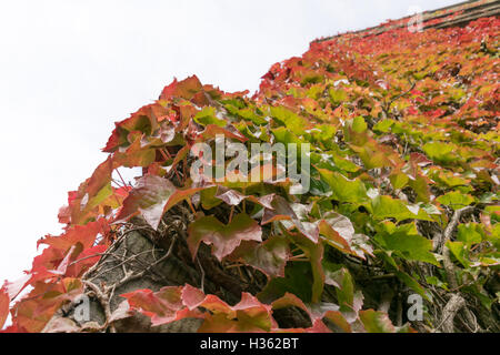 Wildem Wein im Herbst Stockfoto