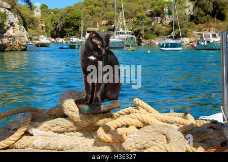 schwarze Katze mit einem kleinen weißen Fleck, sitzt auf einem Dock in einem Hafen am Meer Stockfoto