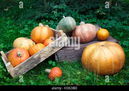 Kürbisse in einem Rasen in den Garten, Herbst Ernte liegen Stockfoto
