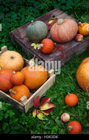 Farbenfrohe Herbst Dekoration der Sorten Kürbisse und Zucchini Stockfoto