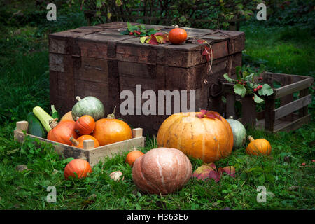 Bunte Kürbisse auf dem Rasen, mit alten Schachteln Hintergrund, rustikalen Stil. Stockfoto