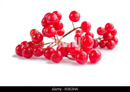 Rote Beeren-Cluster Guelder Rose isoliert auf weißem Hintergrund Stockfoto