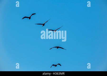 Kormoran, Phalacrocorax Carbo, bekannt als der große schwarze Kormoran, Frankreich Stockfoto