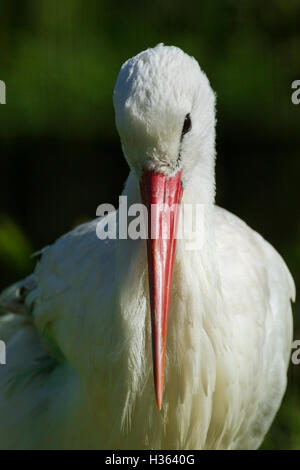 Weißstörche in der Camargue, Frankreich Stockfoto