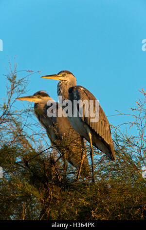 Graureiher, Ardea Cinerea, Bird Park von Pont De Gau, Camargue, Frankreich Stockfoto