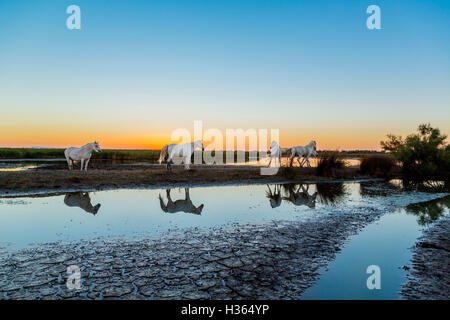 Weiße Pferde bei Sonnenaufgang in der Camargue, Frankreich Stockfoto