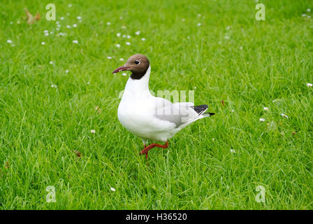 Zufällige Expressive Gull Stand in einem Feld Gras mit Gänseblümchen-Blüten Stockfoto
