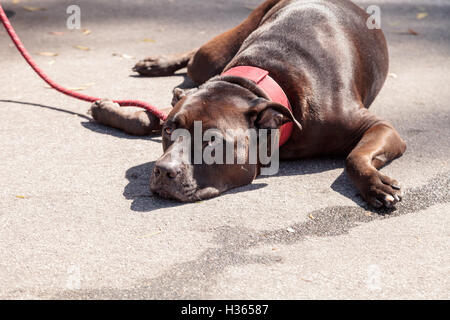 Schokolade braun Pitbull Hund Mischung entspannt auf dem Boden am Ende der Leine an einem warmen Sommertag. Stockfoto