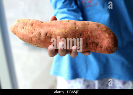 Kind Holding Süßkartoffel oder bekannt als Ipomoea Batatas in der hand Stockfoto