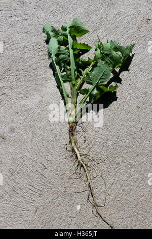 Stachelige oder grobe Sow Thistle - Sonchus Asper Vollpflanzen Stockfoto