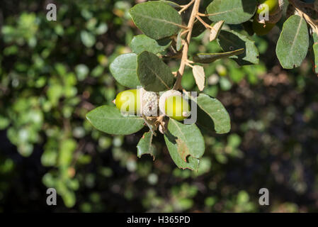 Laub und Eicheln der Steineiche, Quercus Ilex. Foto aufgenommen in der Provinz Ciudad Real, Spanien Stockfoto