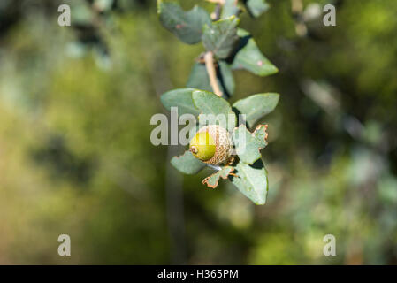 Laub und Eicheln der Steineiche, Quercus Ilex. Foto aufgenommen in der Provinz Ciudad Real, Spanien Stockfoto