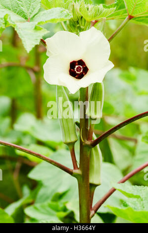Okra Blumen- und Obst Gemüse Bio Landwirtschaft Gartenbau Stockfoto