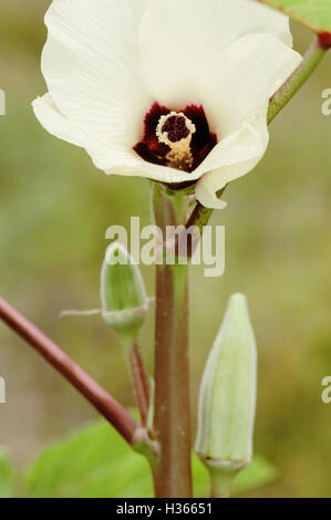 Okra Blumen- und Obst Gemüse Bio Landwirtschaft Gartenbau Stockfoto