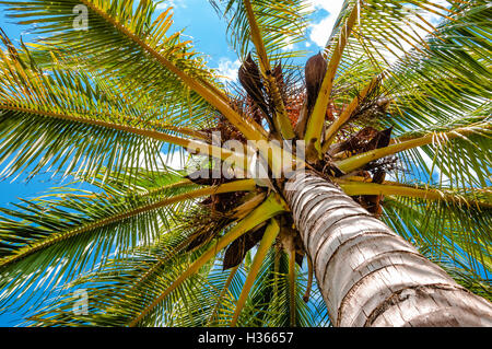 Palme von unten nach oben hoch oben gesehen Stockfoto