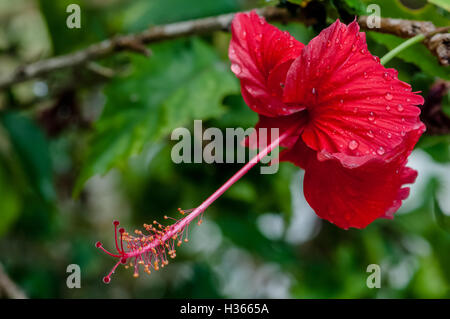 Roter Hibiskus tropischen Blumen bedeckt in Tau Regen Tröpfchen in voller Blüte Stockfoto