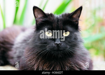 Wunderschöne Siberian schwarz und braun Katze Nahaufnahme im freien Blickkontakt Stockfoto