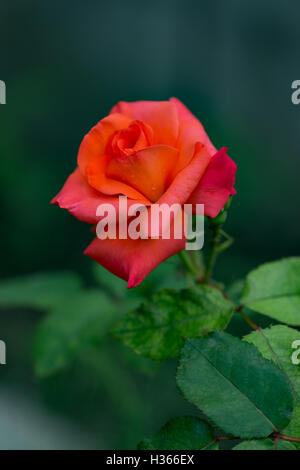 Rote rose Pflanze im Freien im Garten Stockfoto