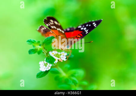 Scharlachrote Pfau Anartia Amathea Buterfly grün Hintergrund Stockfoto