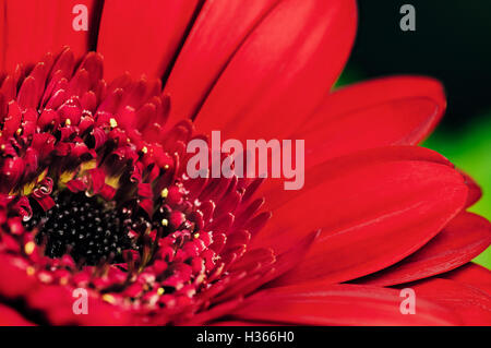 Gerbera Nahaufnahme von roten Blüten große Blume Stockfoto