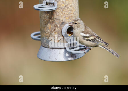 Eine weibliche Buchfink, Fringilla Coelebs, Fütterung auf einem Garten Feeder, Stockfoto