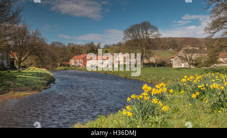Schöne Narzissen in Sinnington, North Yorkshire Stockfoto