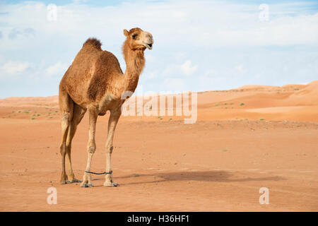 Kamel im Wahiba Oman Stockfoto