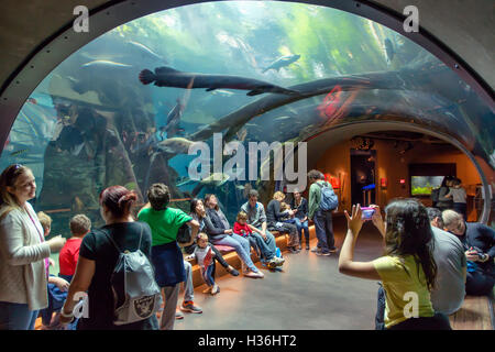 California Academy of Sciences in San Francisco Stockfoto