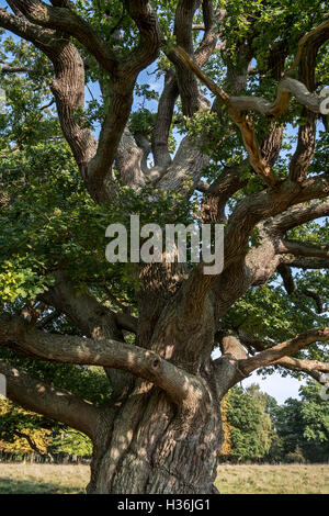 Jahrhunderte alte englische Eiche / pedunculate Eiche (Quercus Robur) mit dicken Ästen im Spätsommer / Herbst Stockfoto