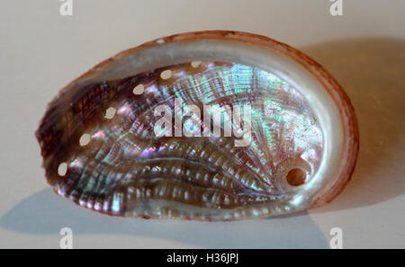 Makro-Bild des kleinen Abalone-Muschel Stockfoto