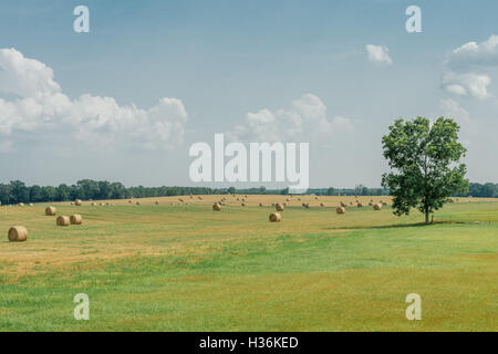 Sommer-Heufeld mit gerolltem Heu und einem einsamen Baum, der Wache in kürzeren, Alabama USA steht. Stockfoto