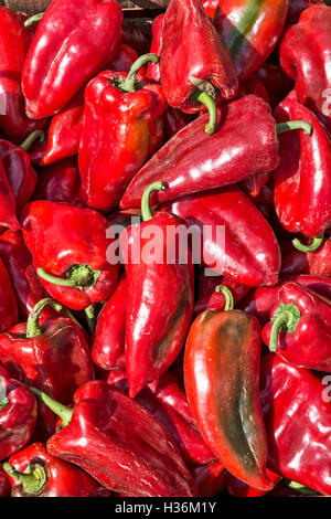Fleischige Paprika auf einem Markt warten verkauft werden, Stockfoto