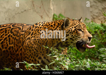 Jaguar (Panthera onca) ist der größte Vertreter der Katzenfamilie in Südamerika Stockfoto