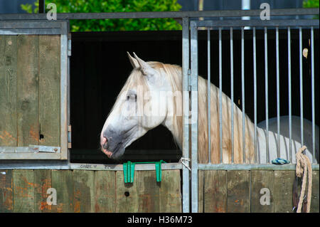 Arabian Horse Show in Salerno Stockfoto