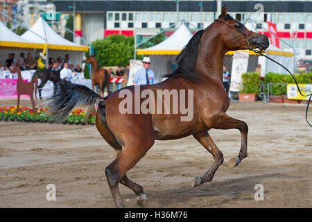 Arabian Horse Show in Salerno Stockfoto