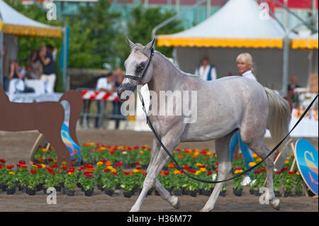 Arabian Horse Show in Salerno Stockfoto