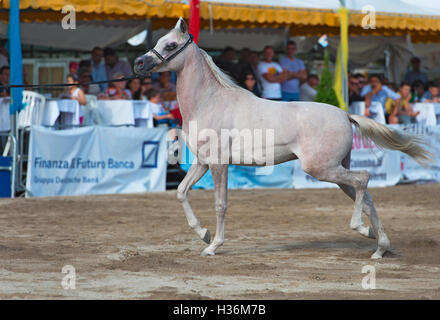 Arabian Horse Show in Salerno Stockfoto