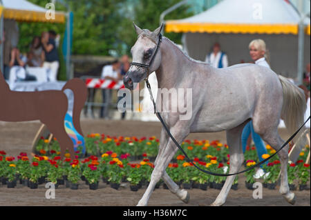 Arabian Horse Show in Salerno Stockfoto