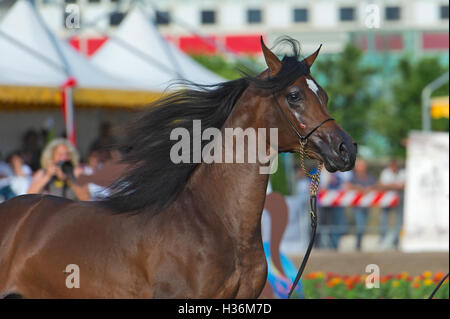 Arabian Horse Show in Salerno Stockfoto