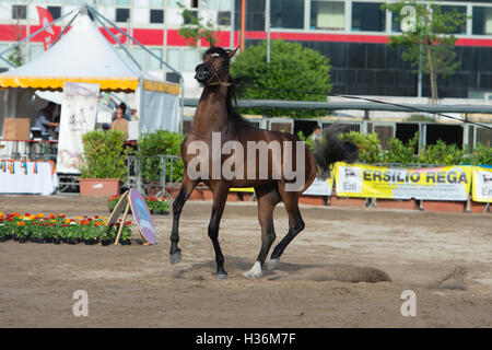 Arabian Horse Show in Salerno Stockfoto