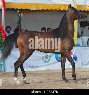 Arabian Horse Show in Salerno Stockfoto