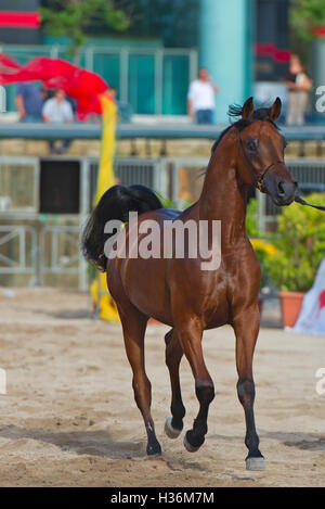 Arabian Horse Show in Salerno Stockfoto