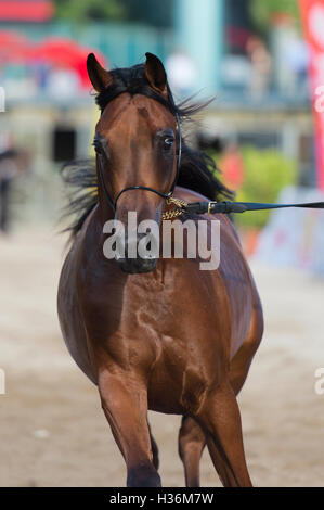 Arabian Horse Show in Salerno Stockfoto