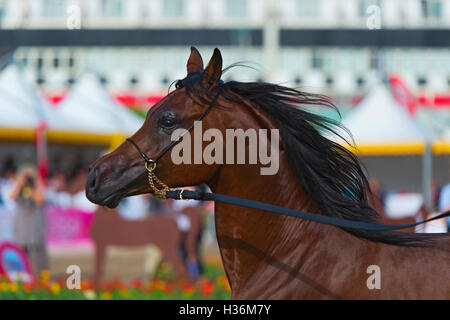 Arabian Horse Show in Salerno Stockfoto