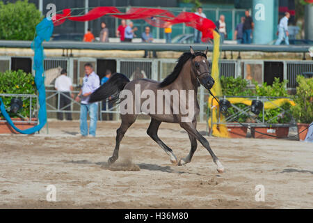 Arabian Horse Show in Salerno Stockfoto