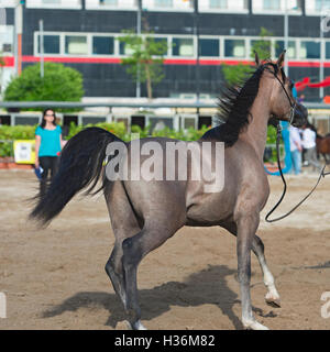 Arabian Horse Show in Salerno Stockfoto