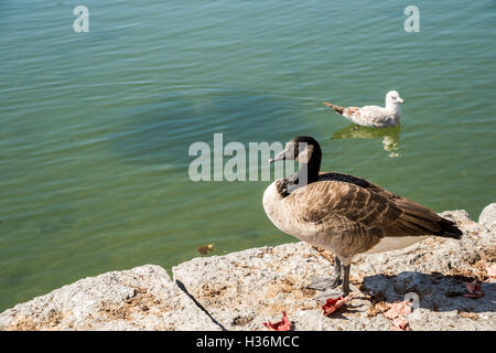 Kanadische Gans am Ufer eines Sees in Montreal, Kanada. Stockfoto