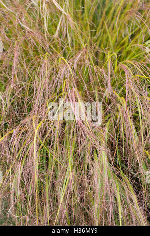 Anemanthele Lessoniana. Gossamer Rasen. Stockfoto